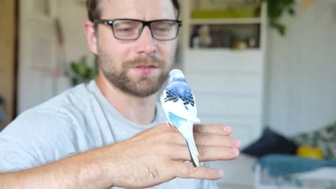 Budgerigar playing with handsome man. Budgie. Funny blue purple parakeet sitting Stockbeeldmateriaal 284748778
