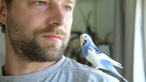 Budgerigar playing with handsome man. Budgie. Funny blue purple parakeet sitting Stockbeeldmateriaal 284749865