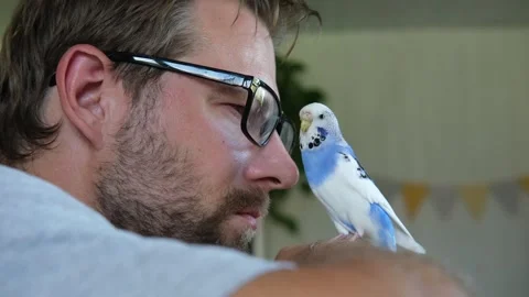 Budgerigar playing with handsome man. Budgie. Funny blue purple parakeet sitting Stockbeeldmateriaal 284750346