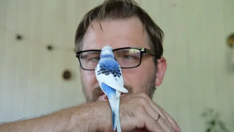 Budgerigar playing with handsome man. Budgie. Funny blue purple parakeet sitting Stockbeeldmateriaal 284750709
