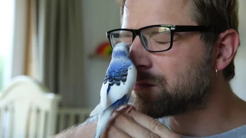 Budgerigar playing with handsome man. Budgie. Funny blue purple parakeet sitting Stockbeeldmateriaal 284751881