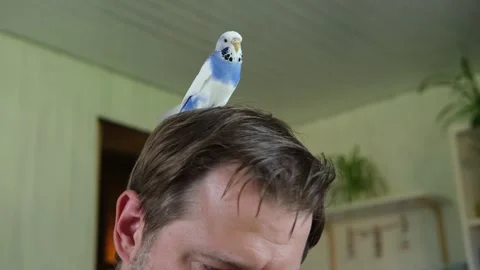 Budgerigar playing with handsome man. Budgie. Funny blue purple parakeet sitting Stockbeeldmateriaal 284752331