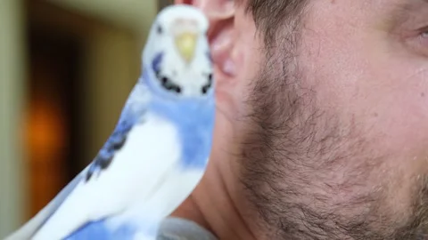 Budgerigar playing with handsome man. Budgie. Funny blue purple parakeet sitting Stockbeeldmateriaal 284753019