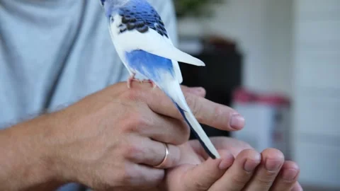 Budgerigar playing with handsome man. Budgie. Funny blue purple parakeet sitting Video stock 289389635