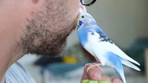 Budgerigar playing with handsome man. Budgie. Funny blue purple parakeet sitting Video stock 290120632