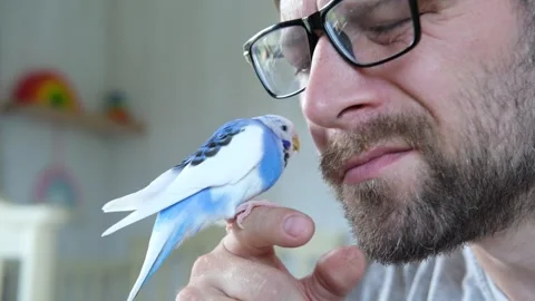 Budgerigar playing with handsome man. Budgie. Funny blue purple parakeet sitting Video stock 290121307