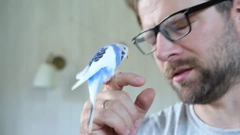 Budgerigar playing with handsome man. Budgie. Funny blue purple parakeet sitting Video stock 290121549