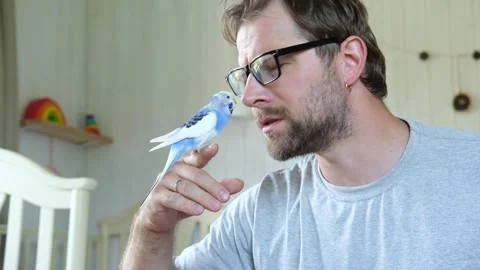 Budgerigar playing with handsome man. Budgie. Funny blue purple parakeet sitting Video stock 290121824