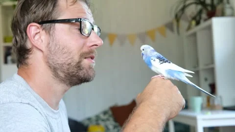 Budgerigar playing with handsome man. Budgie. Funny blue purple parakeet sitting Video stock 290122094