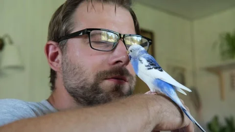 Budgerigar playing with handsome man. Budgie. Funny blue purple parakeet sitting Video stock 290122608