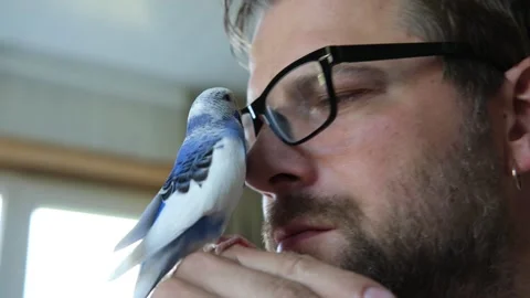 Budgerigar playing with handsome man. Budgie. Funny blue purple parakeet sitting 動画素材 290122914