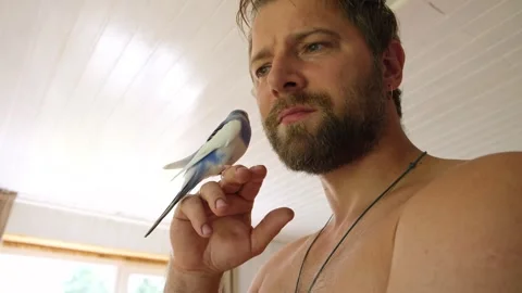 Budgerigar playing with handsome man. Budgie. Funny blue purple parakeet sitting Video stock 306174161