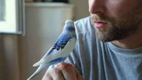 Budgerigar playing with handsome man. Budgie. Funny blue purple parakeet sitting Vídeos de archivo 328534883