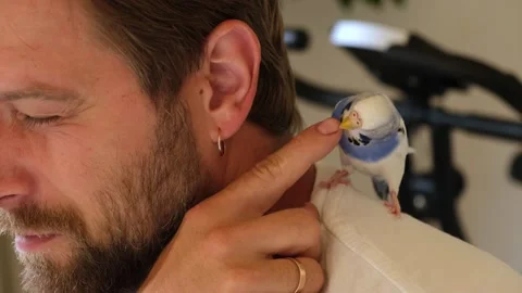 Budgerigar playing with handsome man. Budgie. Funny blue purple parakeet sitting 動画素材 333104460