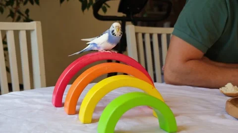 Budgerigar playing with handsome man. Budgie. Funny blue purple parakeet sitting 動画素材 333466891