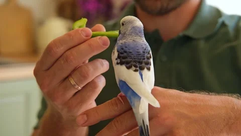 Budgerigar playing with handsome man. Budgie. Funny blue purple parakeet sitting Stock Footage 335582364