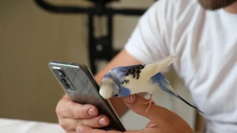 Budgerigar playing with handsome man. Cute Budgie. Funny blue purple parakeet Stock Footage 300667747