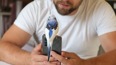 Budgerigar playing with handsome man. Cute Budgie. Funny blue purple parakeet Video stock 306173741