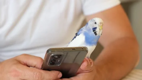 Budgerigar playing with handsome man. Cute Budgie. Funny blue purple parakeet Video stock 306173872