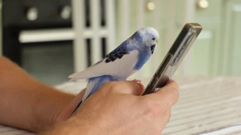 Budgerigar playing with handsome man. Cute Budgie. Funny blue purple parakeet Stock Footage 312706386