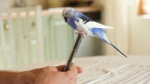 Budgerigar playing with handsome man. Cute Budgie. Funny blue purple parakeet Stock Footage 312706746