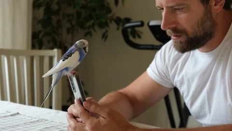 Budgerigar playing with handsome man. Cute Budgie. Funny blue purple parakeet Stock Footage 312706916