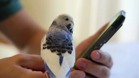 Budgerigar playing with handsome man. Cute Budgie. Funny blue purple parakeet Stock Footage 314842957