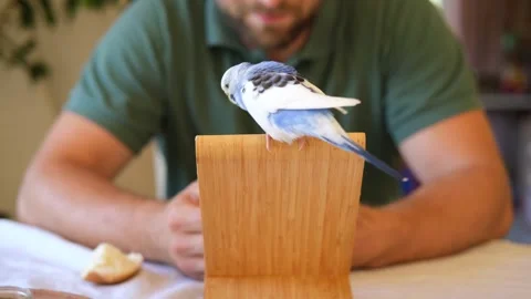 Budgerigar playing with handsome man. Cute Budgie. Funny blue purple parakeet Stock Footage 314865642
