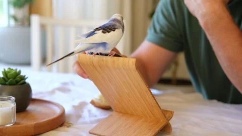 Budgerigar playing with handsome man. Cute Budgie. Funny blue purple parakeet Stock Footage 314865750