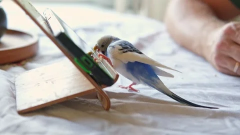 Budgerigar playing with handsome man. Cute Budgie. Funny blue purple parakeet Stock Footage 316340691