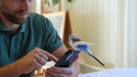 Budgerigar playing with handsome man. Cute Budgie. Funny blue purple parakeet Stock Footage 316340802