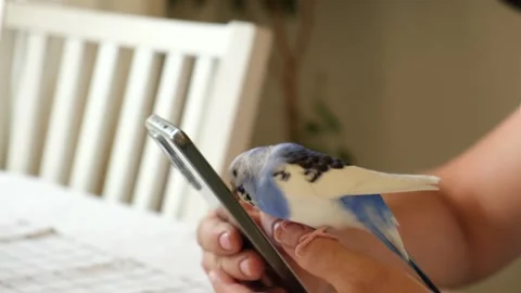 Budgerigar playing with handsome man. Cute Budgie. Funny blue purple parakeet Stock Footage 316341032