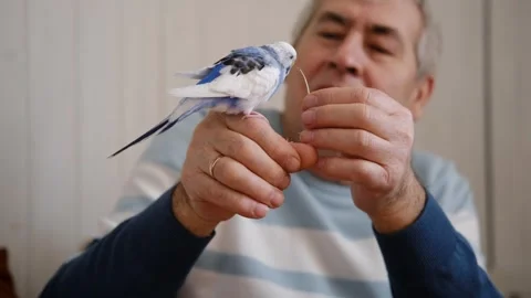 Budgerigar playing with senior man. Budgie. Funny blue purple parakeet sitting Video stock 306136830
