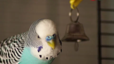 The budgerigar plays with a bell in a cage Video stock 96276985