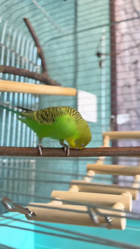 Budgerigar Rubbing Beak on Branch and Chirping Loudly 動画素材 341320731