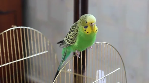Budgerigar sitting on a cage Stock Footage 119692779