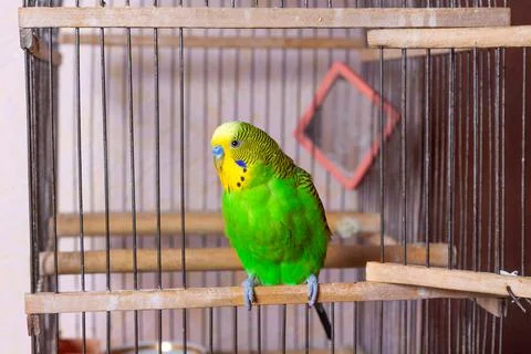 A budgerigar is sitting at the exit from the cage. Stock Photos