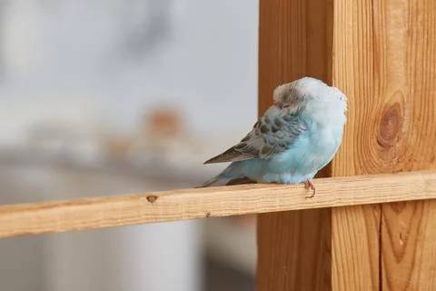 The budgerigar is sleeping with its beak in the back Stock Photos