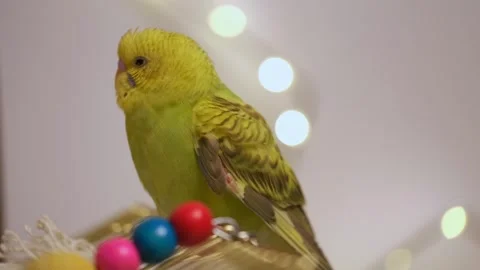 Budgerigar Standing on Toy with Bokeh Lights 動画素材 325025171