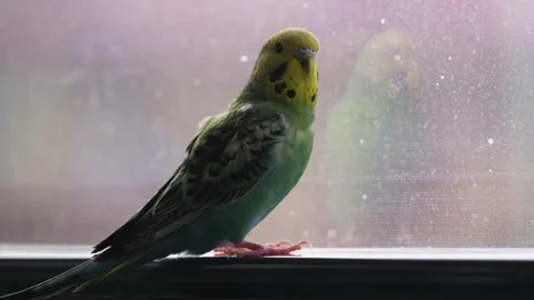 Budgerigar Standing on Window Sill Vídeos de archivo 325025035