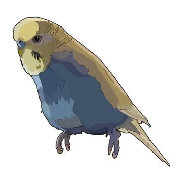 Budgerigar in vector 스톡 일러스트