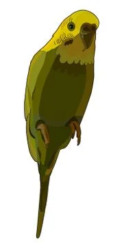 Budgerigar in vector 库存插图