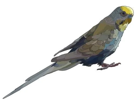 Budgerigar in vector 스톡 일러스트