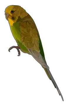 Budgerigar in vector 스톡 일러스트