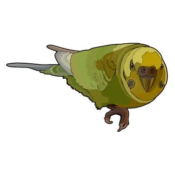 Budgerigar in vector 库存插图