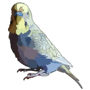 Budgerigar in vector 库存插图