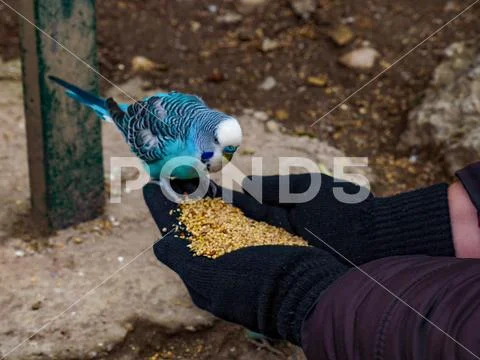 Budgerigar, Zoo Salzburg Stock Photos
