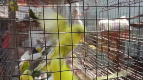 Budgerigars are inside the cage Stock Footage 304066040