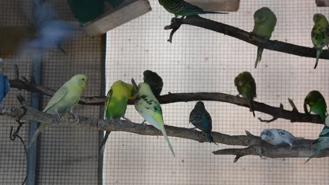 Budgerigars in a big aviary 스톡 동영상 114504852