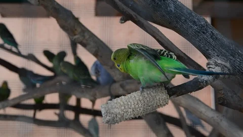 Budgerigars in a big aviary Vídeo Stock 114504872